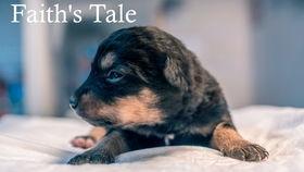 皮特·威克斯：为了狗,揭秘狗狗世界的情感与智慧